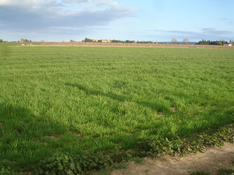 campo con plantacion cereales